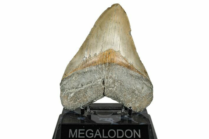 Fossil Megalodon Tooth - North Carolina #358923